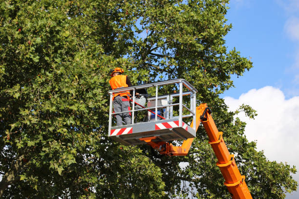 How Our Tree Care Process Works  in  Marianna, AR